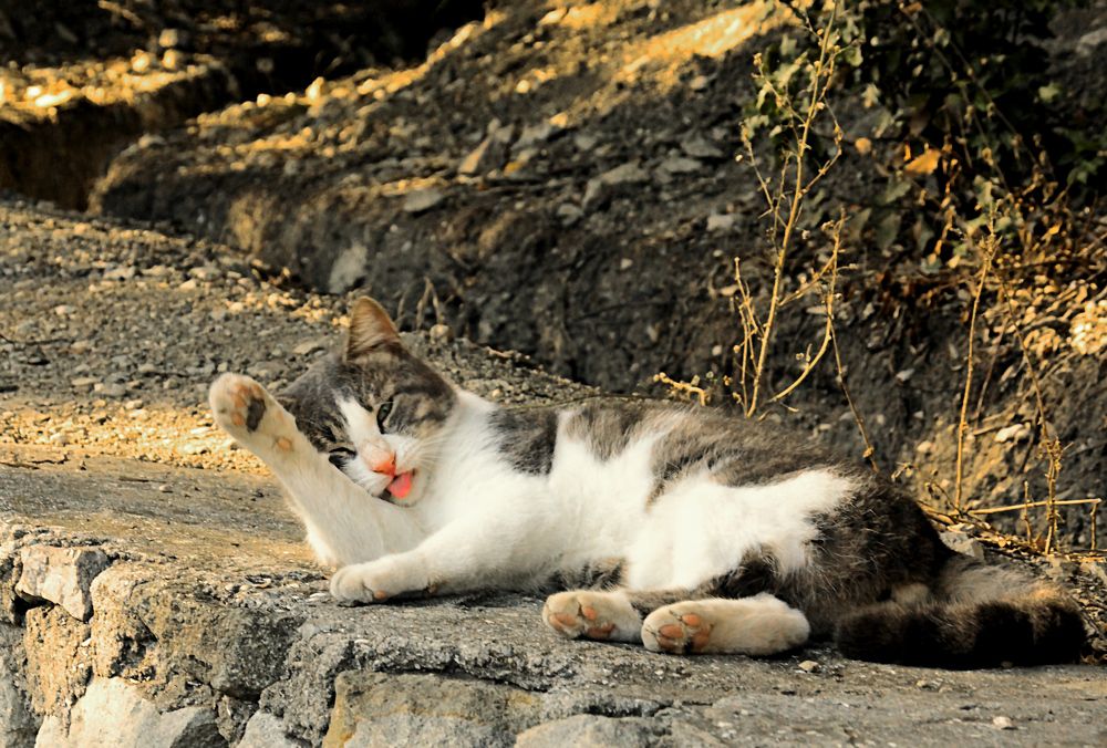 Photograph by  AlexSa