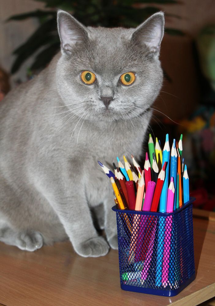 Фотография автора Ольга Забрянская