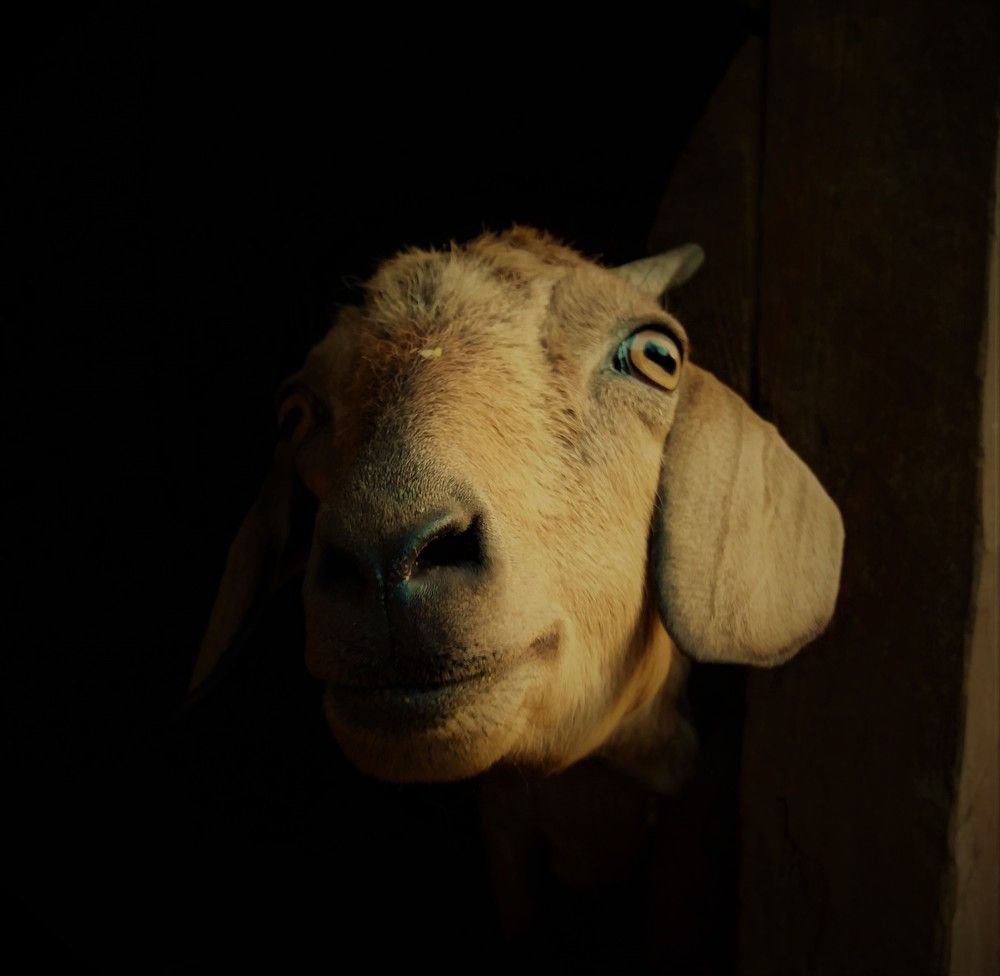 Photograph by Kapil Singh