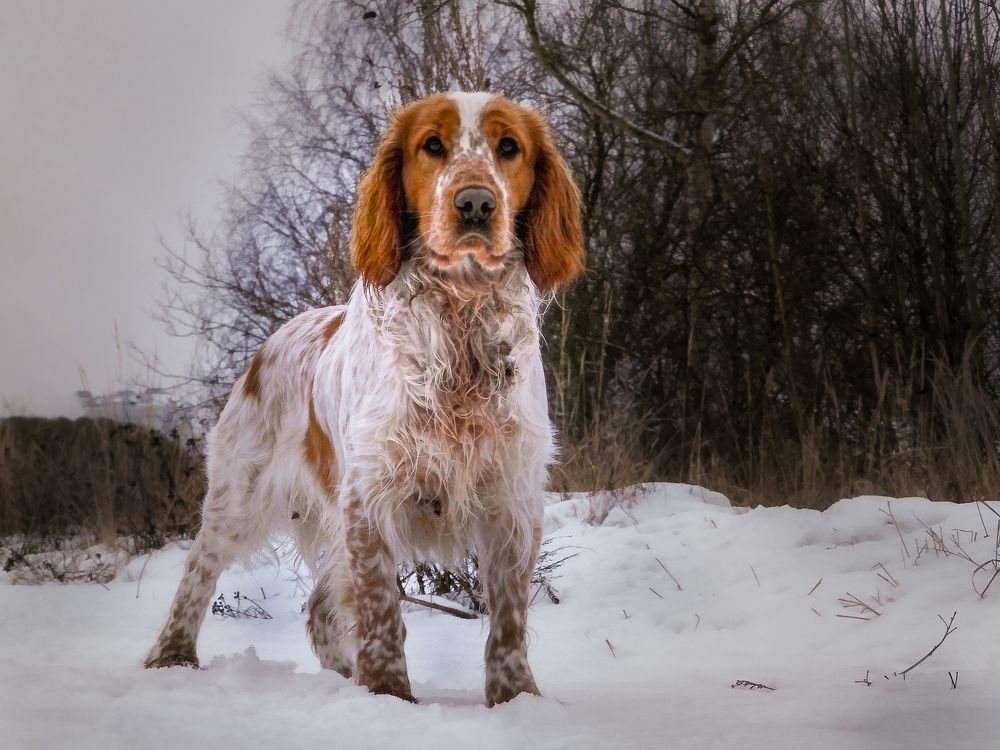 Photograph by Игорь Смирнов