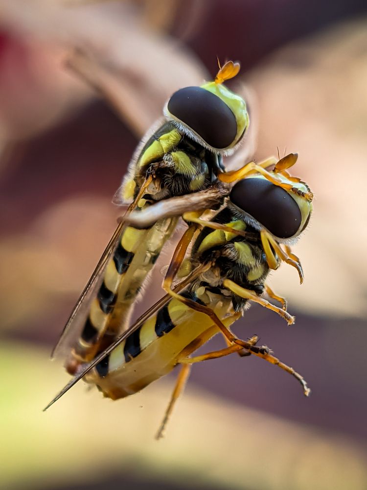 The Hoverfly