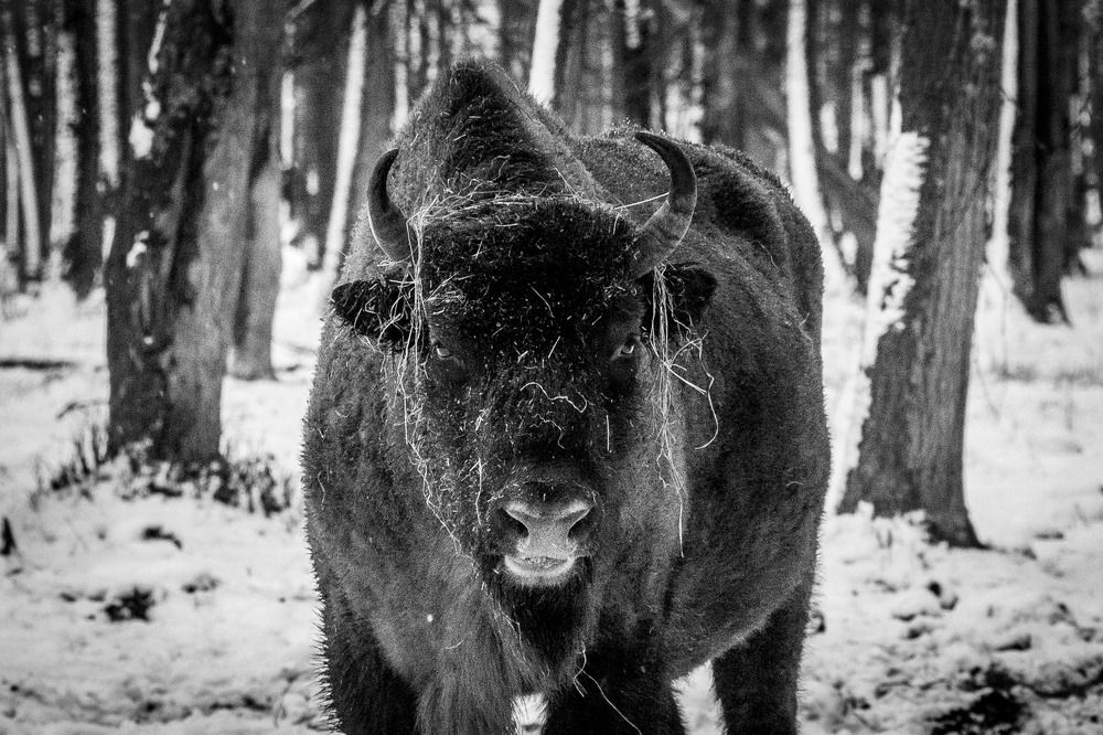 Photograph by Алексей Худяков