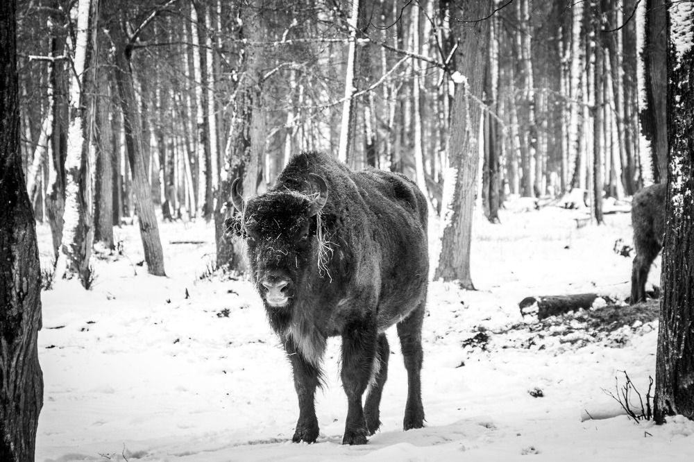 Photograph by Алексей Худяков