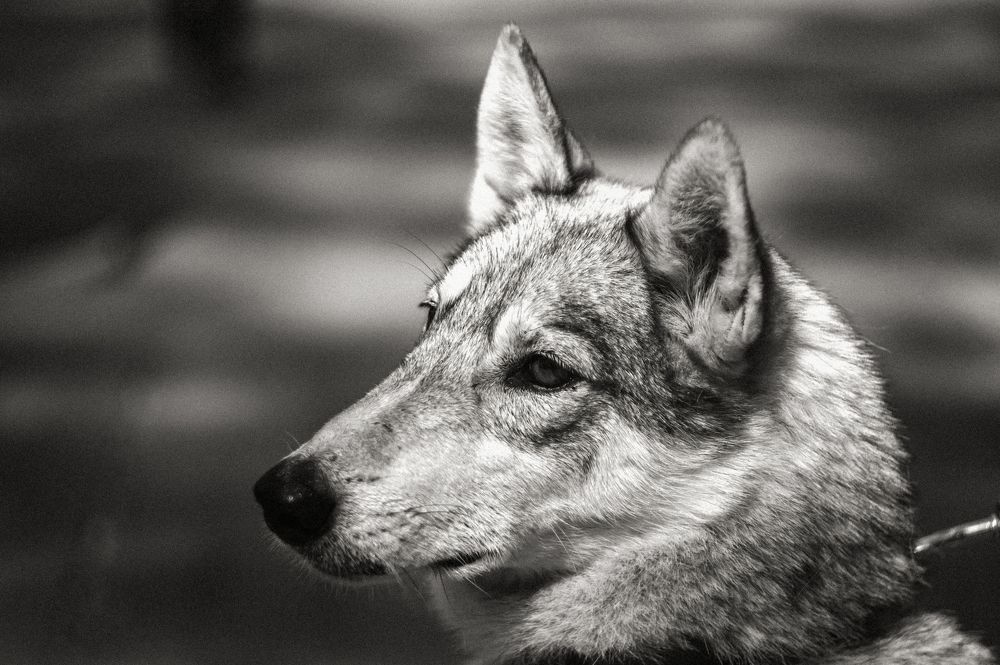 Photograph by Саша Литвин