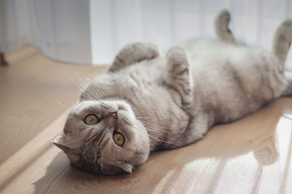 Photograph by Irina Chekanov