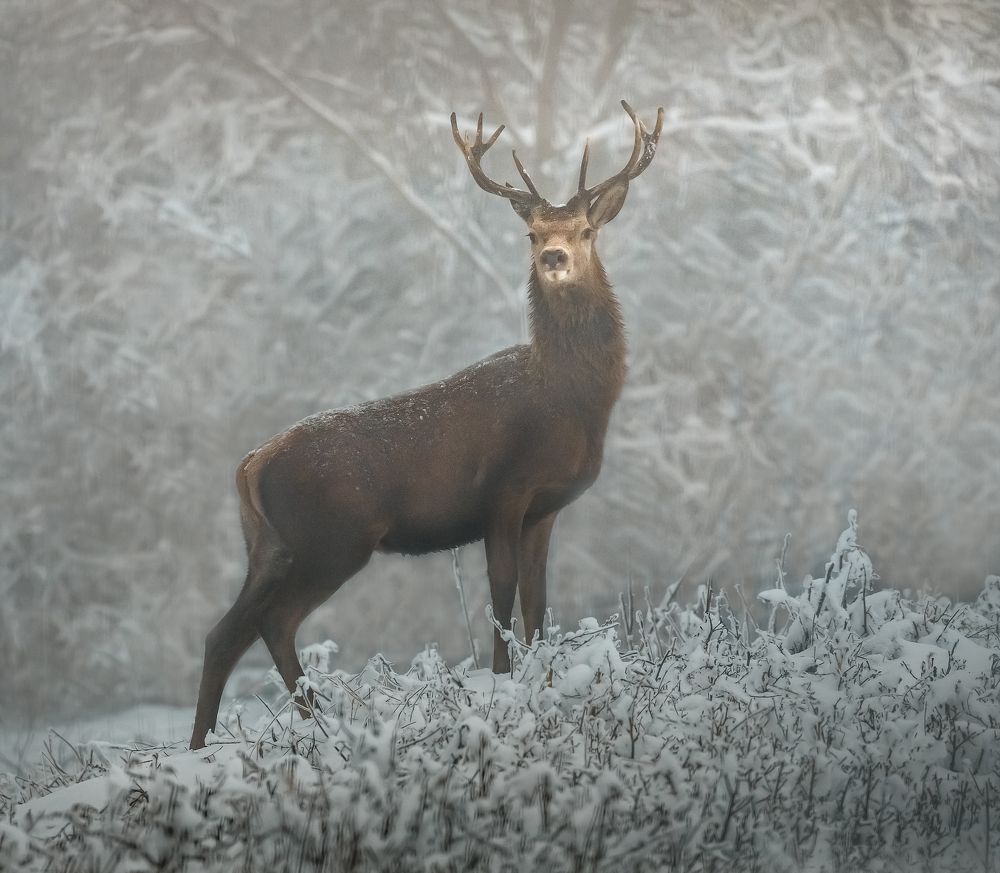 Фотография автора Лашков Фёдор