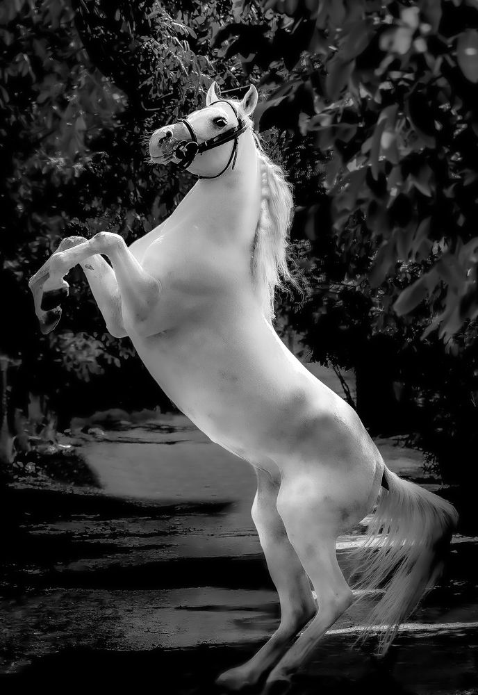 Photograph by fereydoon deliry