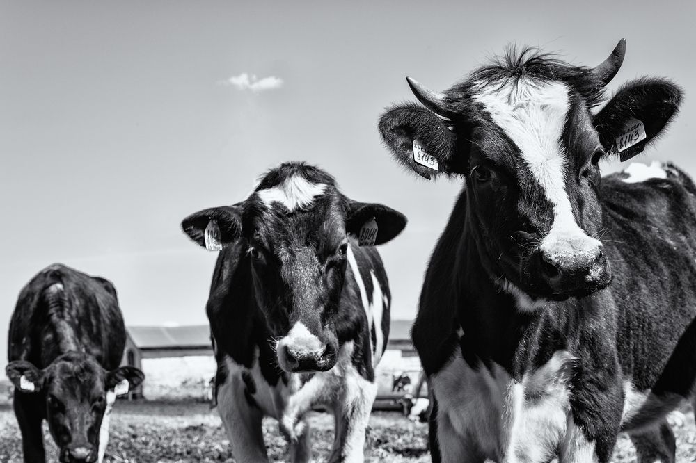 Photograph by Александра Стрелец