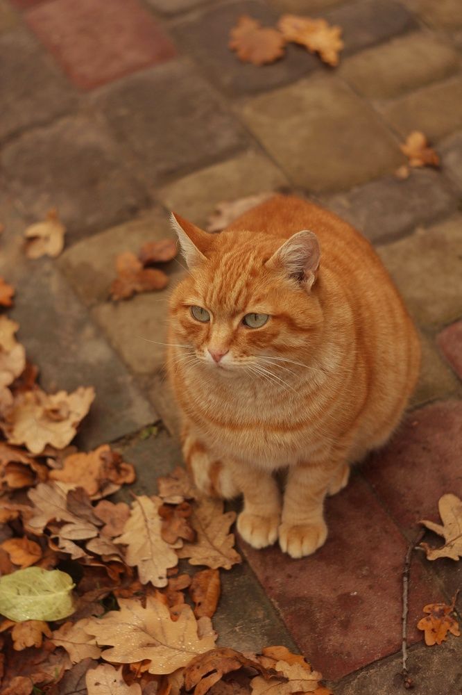 Photograph by Евгения Уманец