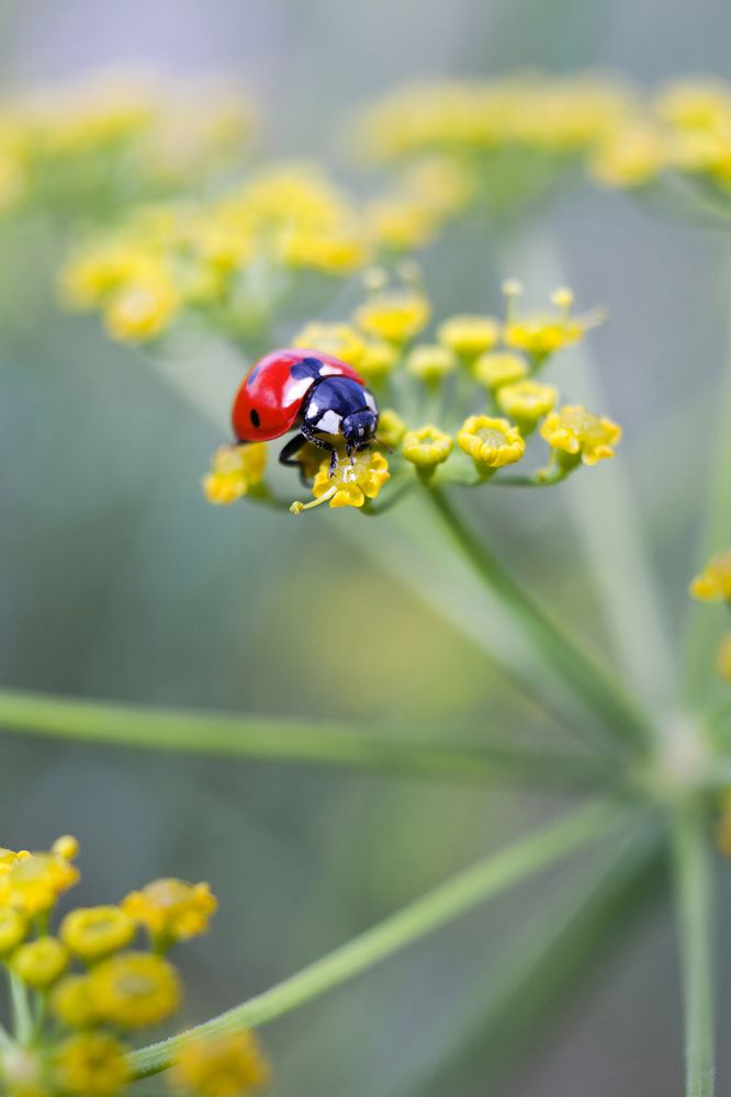 Photograph by Юлия Гаранина