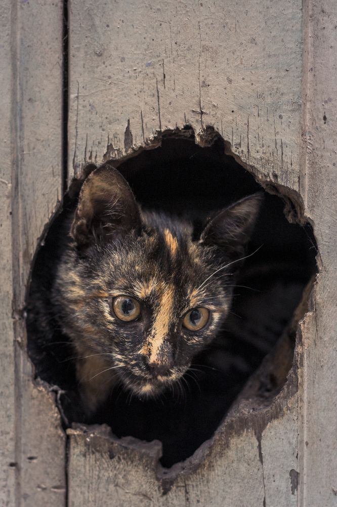 Photograph by Henrique Jahn