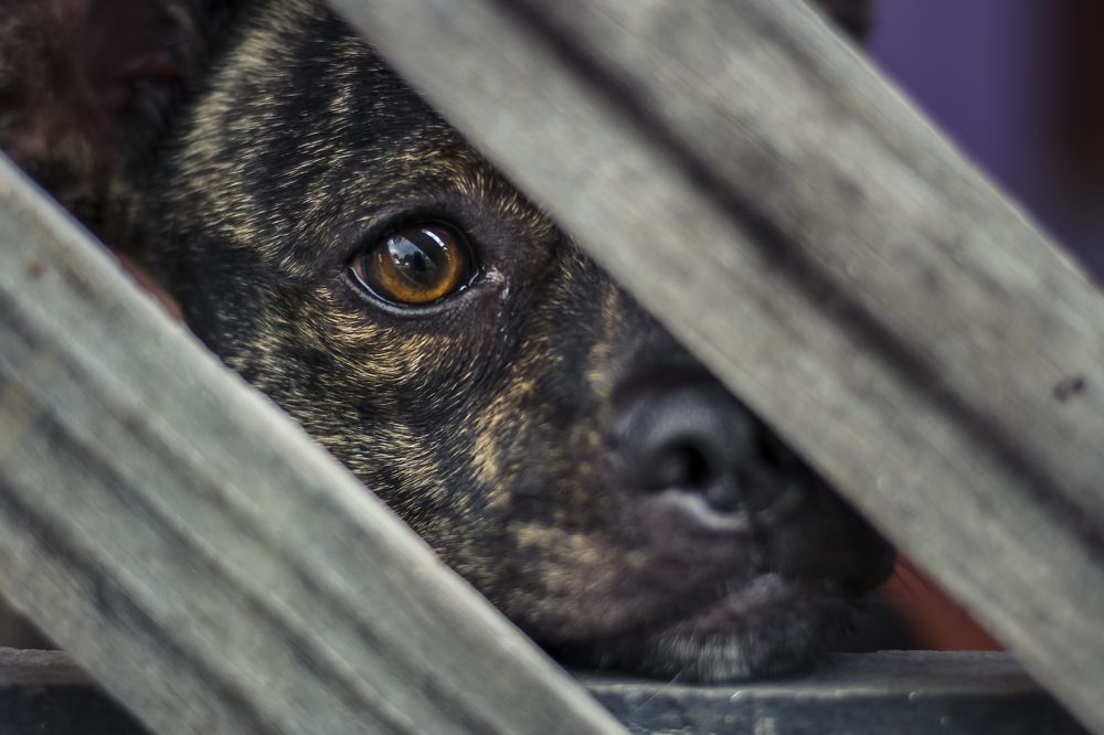 Photograph by Henrique Jahn