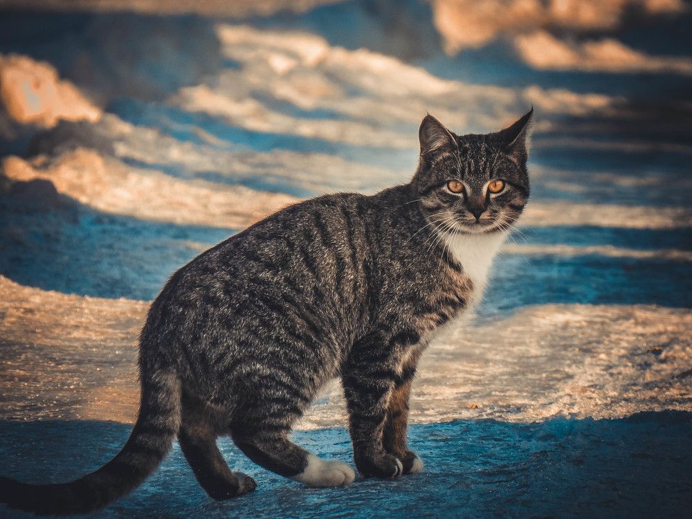 Барсик на прогулке