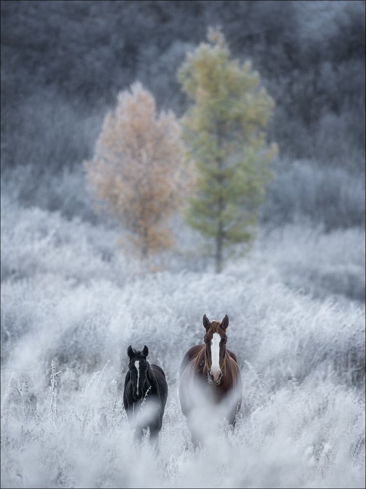 Дважды два / Two by two