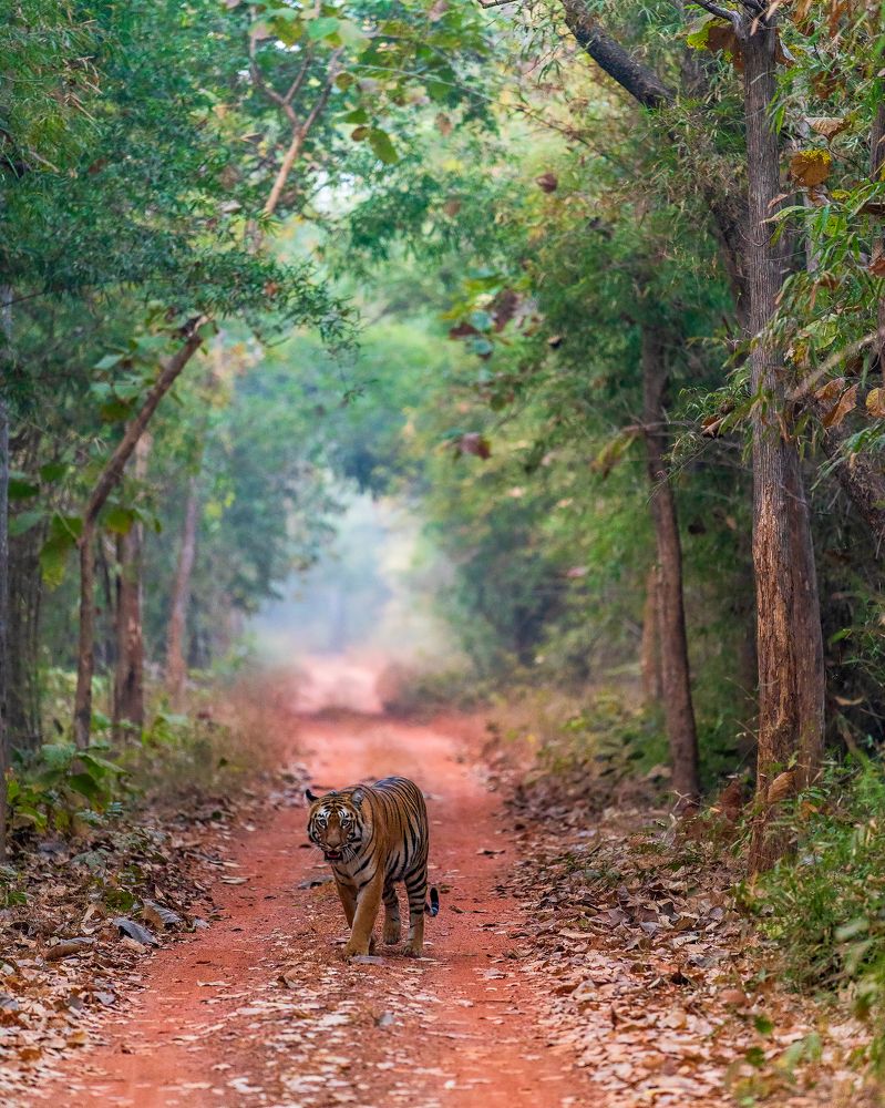 Photograph by Ayan Bhattacharya