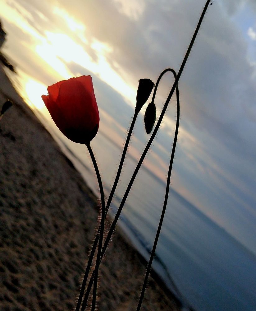 Photograph by Анна Гросу