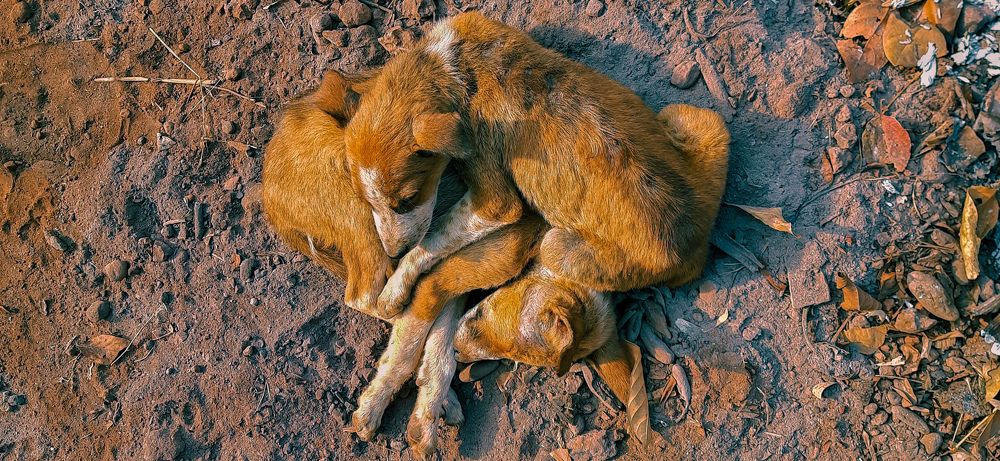 Photograph by Abhay Khapre