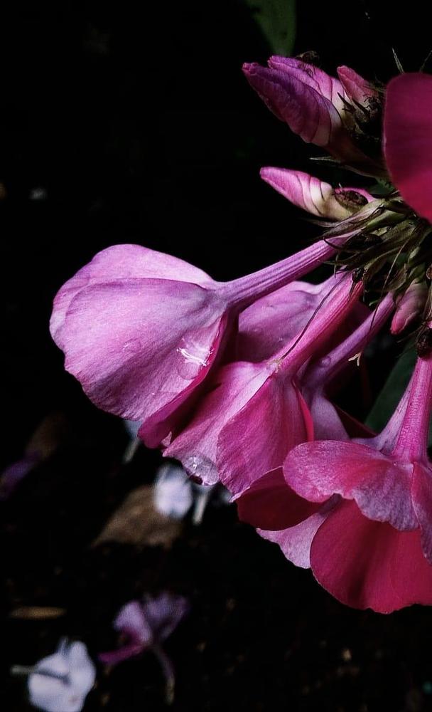 Фотография автора Eleonora