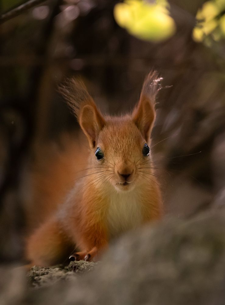 Little curious squirrel