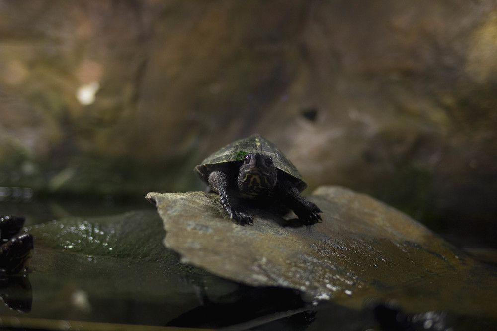 Wroclaw Zoo & Afrykarium