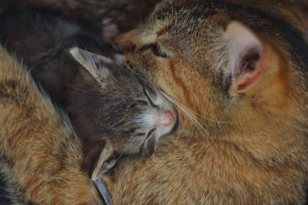 Санька и Эльза