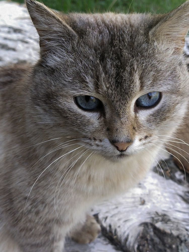 Photograph by Александра Лукашевич