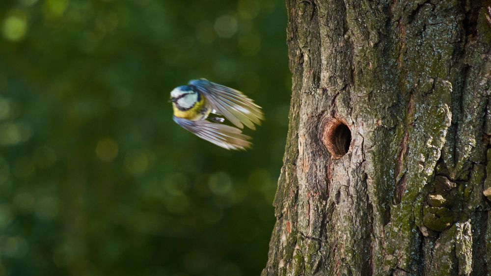 Photograph by Игорь Чернецкий