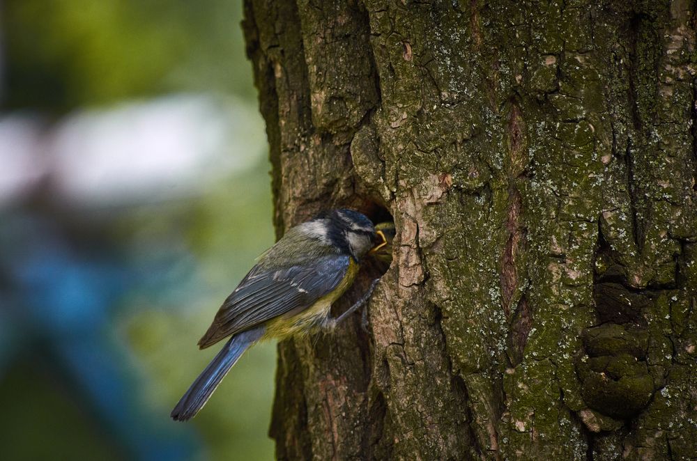 Photograph by Игорь Чернецкий