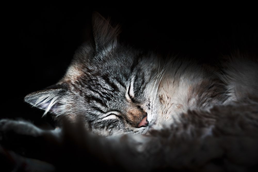 Photograph by Luigi Greco