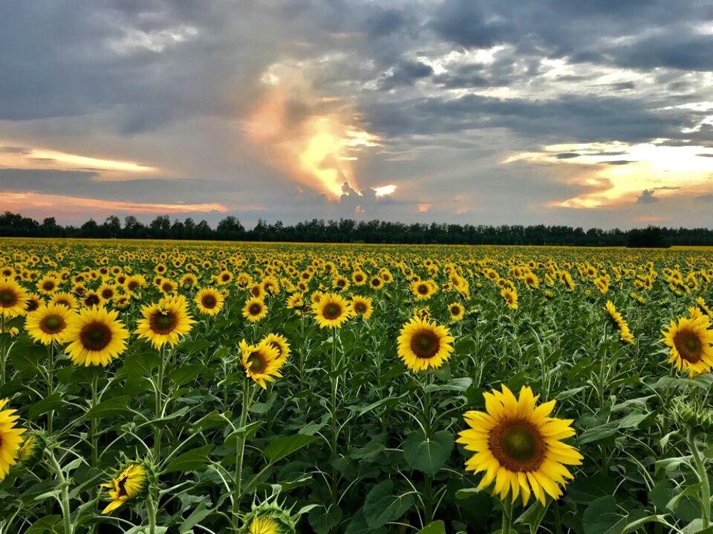 Photograph by Шестакова Наталья