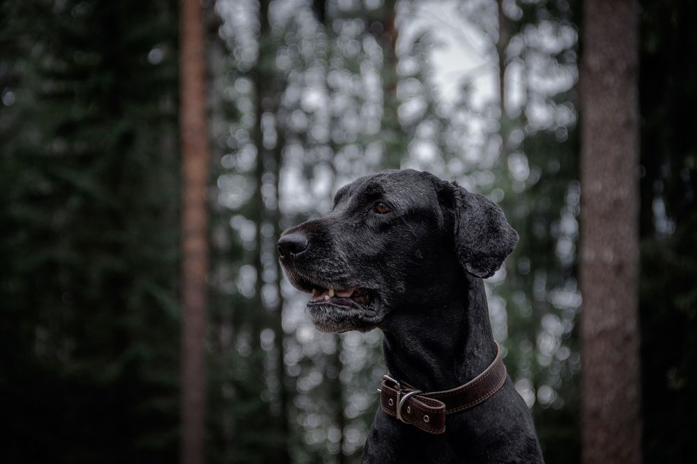 Photograph by Элен Рай