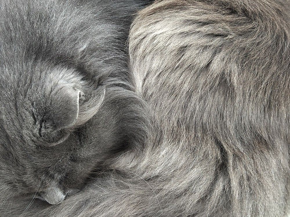 Сказочный кот / Fabulous cat