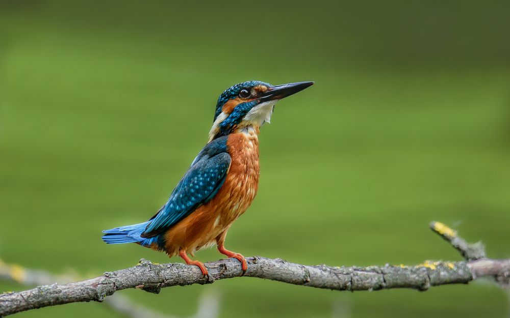 Мокрый охотник.