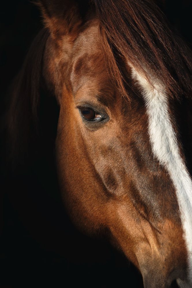 Photograph by Элен Рай