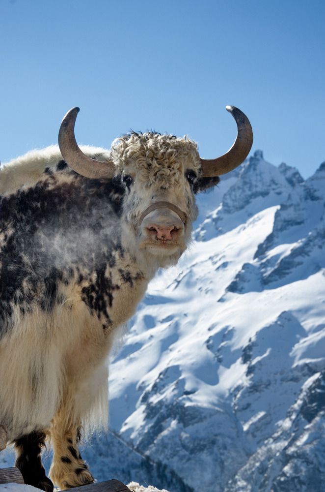 Домбайский бычок