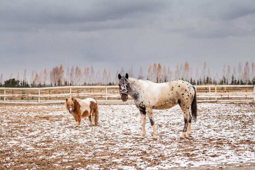 Photograph by Elvira Maksimova