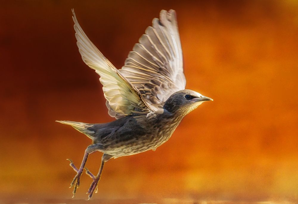 Фотография автора Oliwer Szatmari