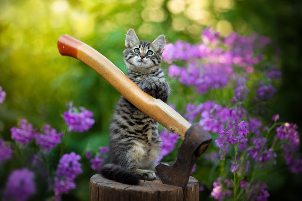 Фотография автора Коротун Юрий