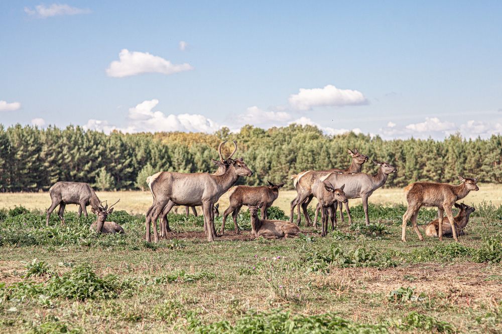 Photograph by Elvira Maksimova