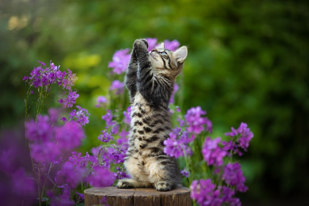 Photograph by Коротун Юрий