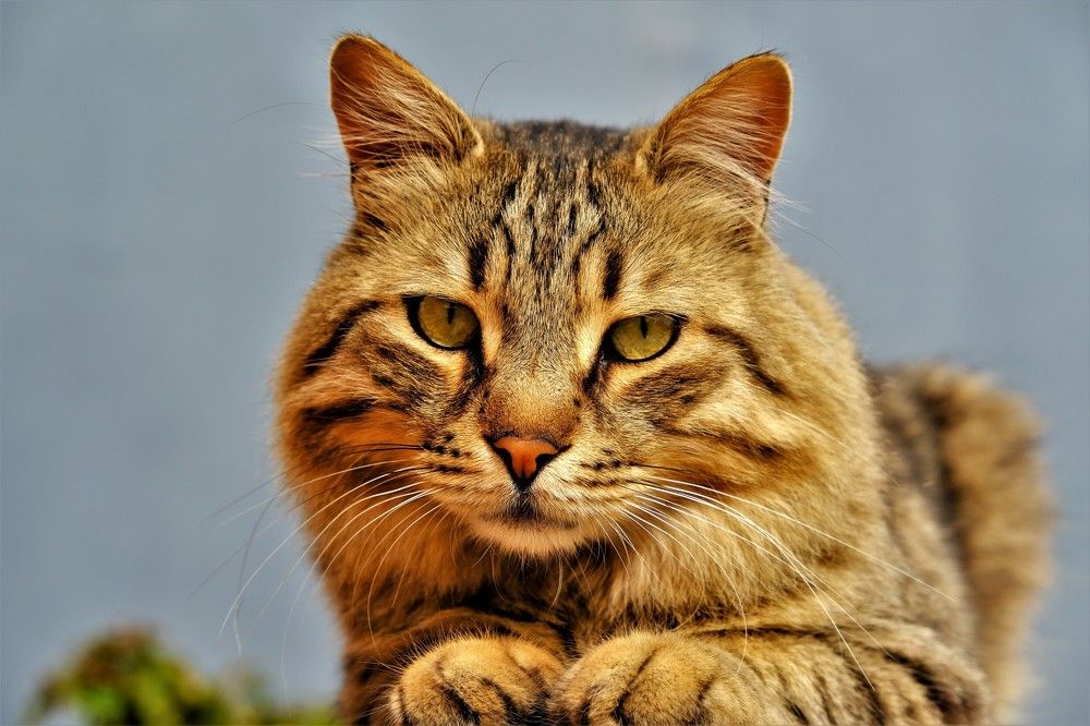 Photograph by Effie Zacharia