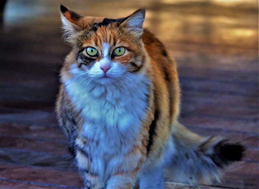 Photograph by Effie Zacharia