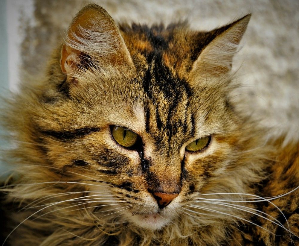 Photograph by Effie Zacharia