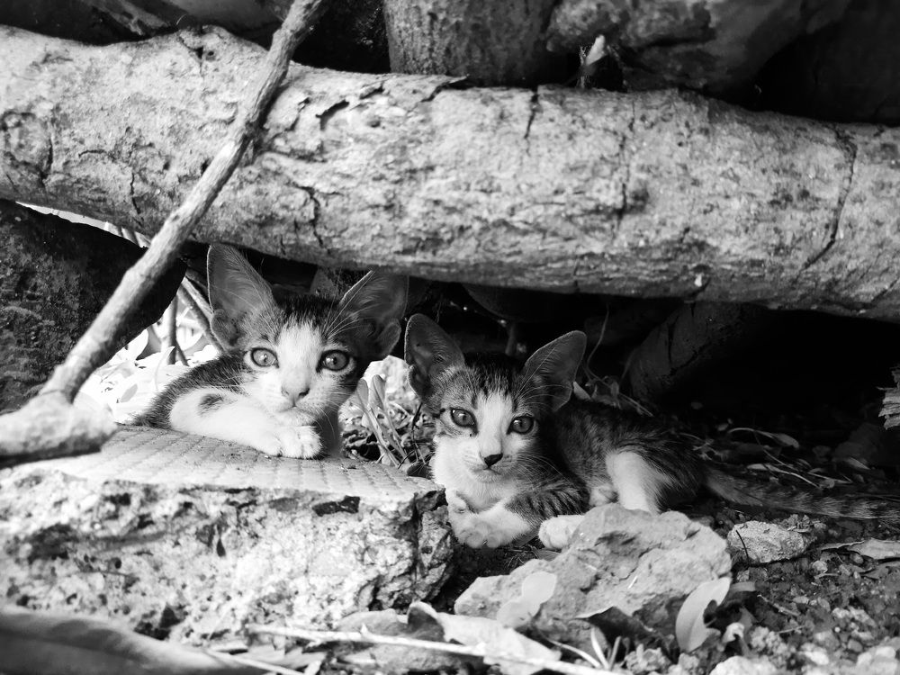 Brother and Sister