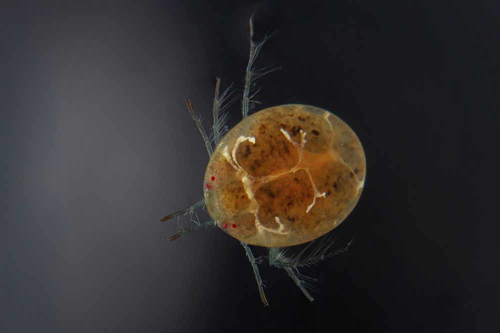 Water mite