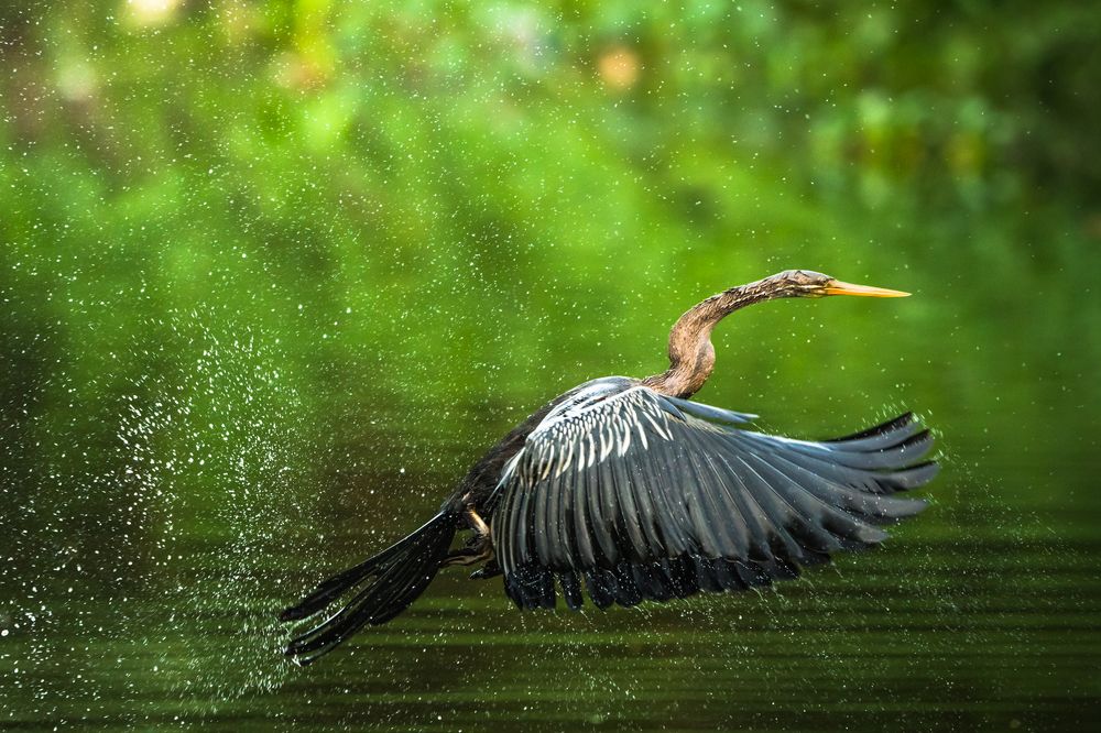 Photograph by Gimantha Perera