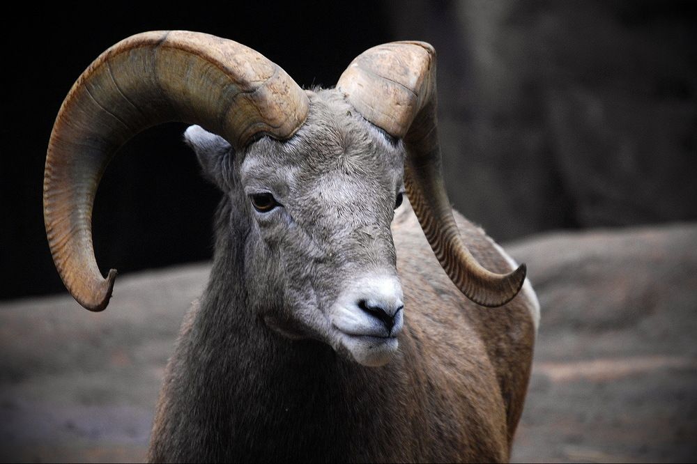 Фотография автора Razgulyaev Aleksandr