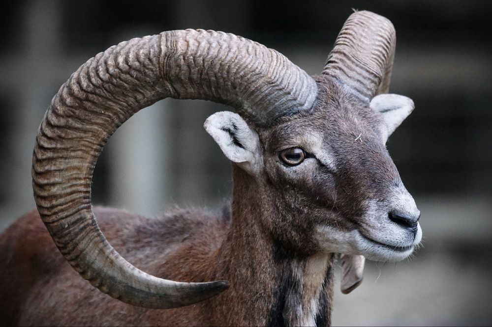 Фотография автора Razgulyaev Aleksandr