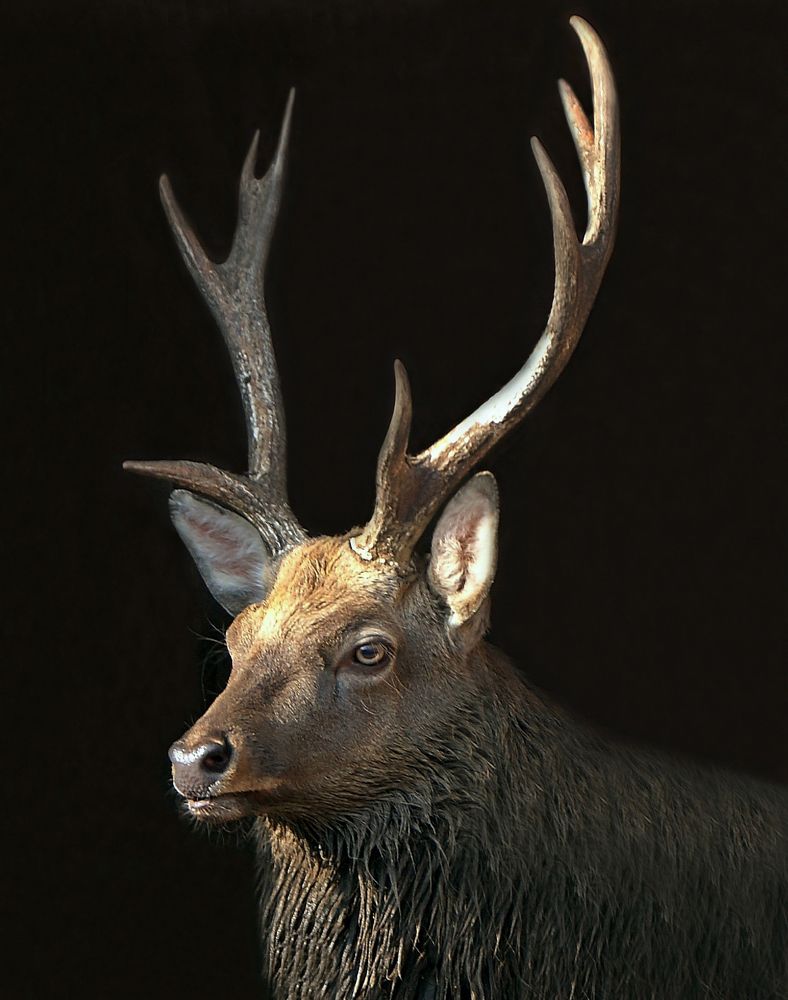 Пятнистый олень.