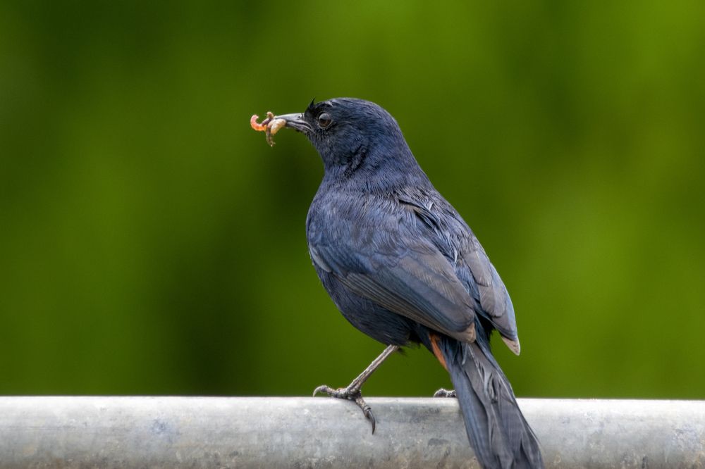 Indian Robin male